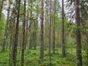 PEHKOLA 889-411-20-14 metsäkiinteistö 49,87 ha Kemilänkylässä n. 9 km Utajärven kk:ltä 36