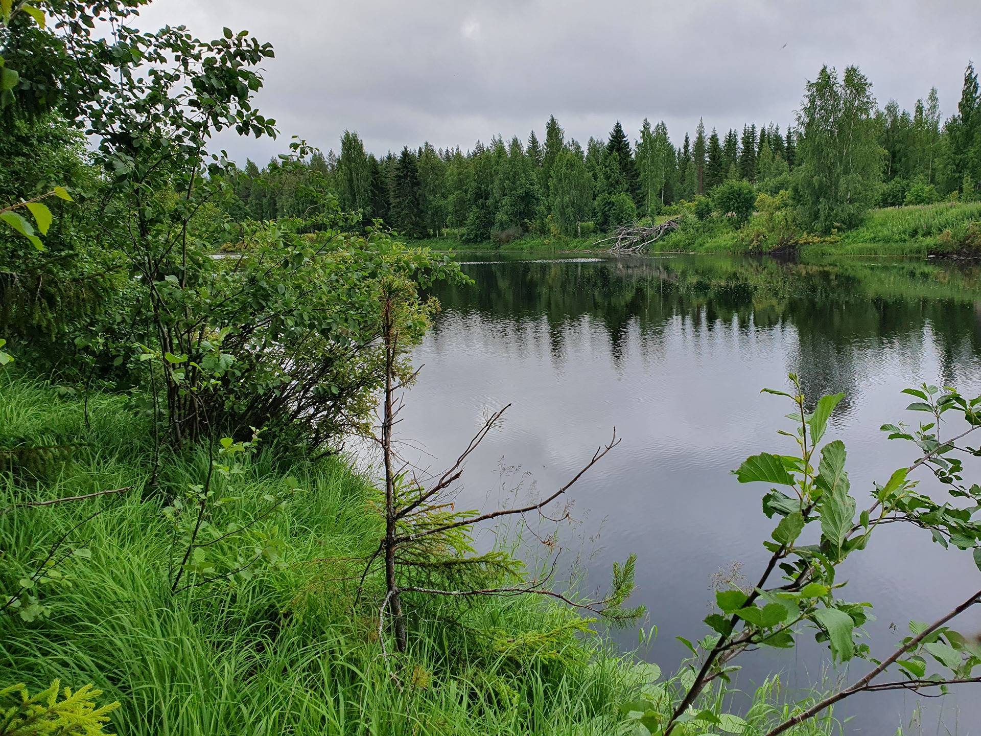 PEHKOLA 889-411-20-14 metsäkiinteistö 49,87 ha Kemilänkylässä n. 9 km Utajärven kk:ltä 37