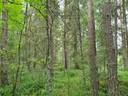 PEHKOLA 889-411-20-14 metsäkiinteistö 49,87 ha Kemilänkylässä n. 9 km Utajärven kk:ltä 38