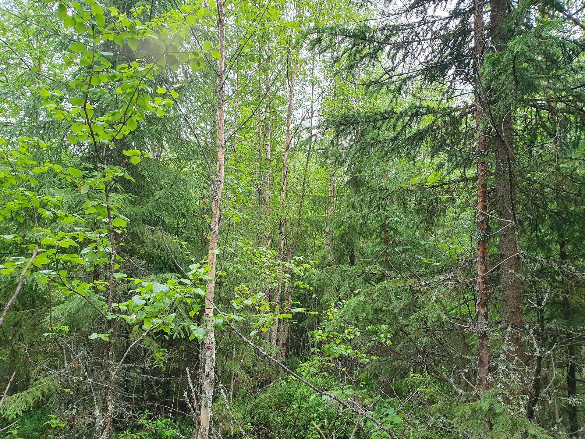 PEHKOLA 889-411-20-14 metsäkiinteistö 49,87 ha Kemilänkylässä n. 9 km Utajärven kk:ltä 39