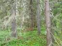 PEHKOLA 889-411-20-14 metsäkiinteistö 49,87 ha Kemilänkylässä n. 9 km Utajärven kk:ltä 41