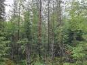 PEHKOLA 889-411-20-14 metsäkiinteistö 49,87 ha Kemilänkylässä n. 9 km Utajärven kk:ltä 43