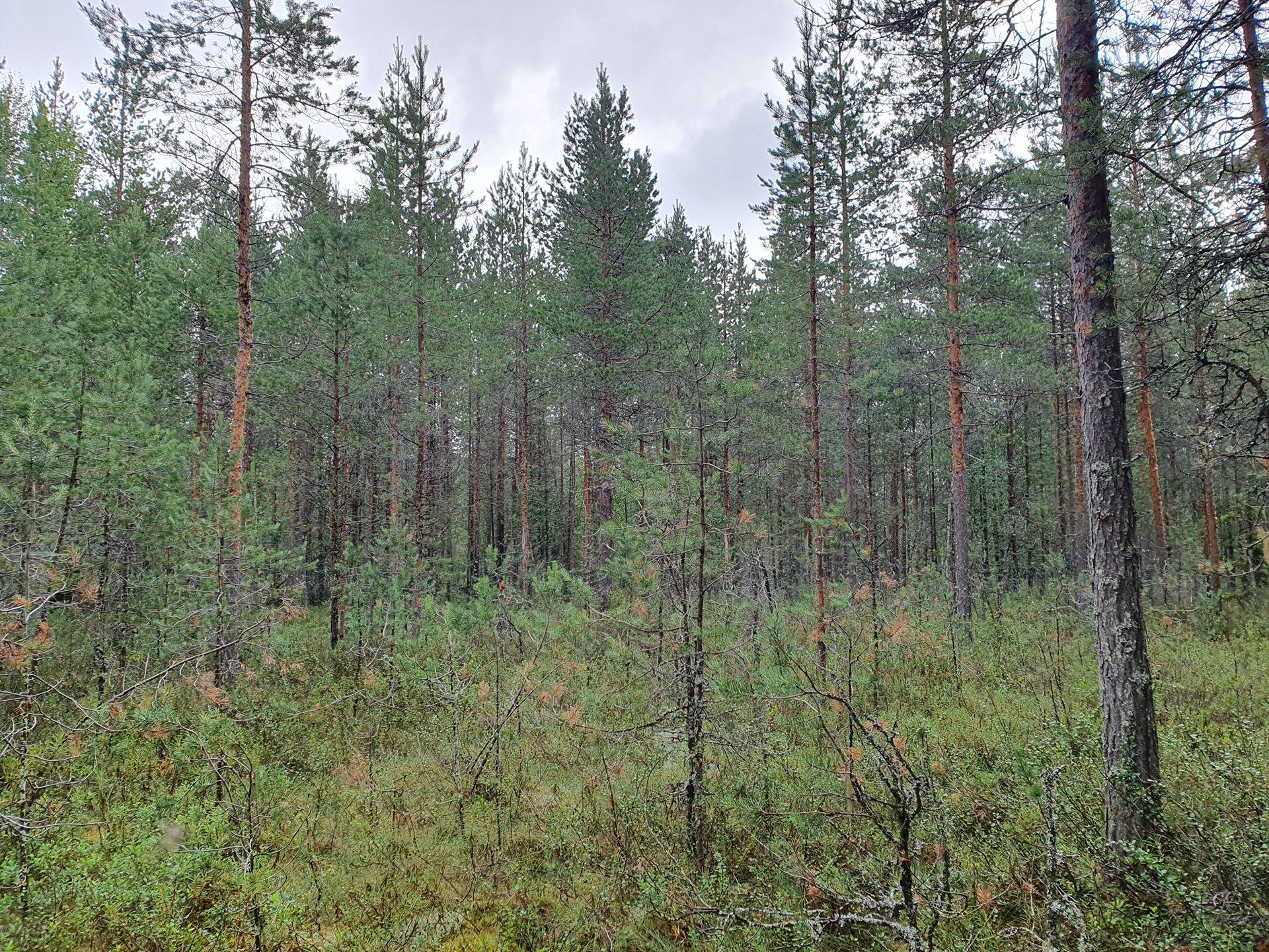 PEHKOLA 889-411-20-14 metsäkiinteistö 49,87 ha Kemilänkylässä n. 9 km Utajärven kk:ltä 44