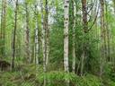 PEHKOLA 889-411-20-14 metsäkiinteistö 49,87 ha Kemilänkylässä n. 9 km Utajärven kk:ltä 45