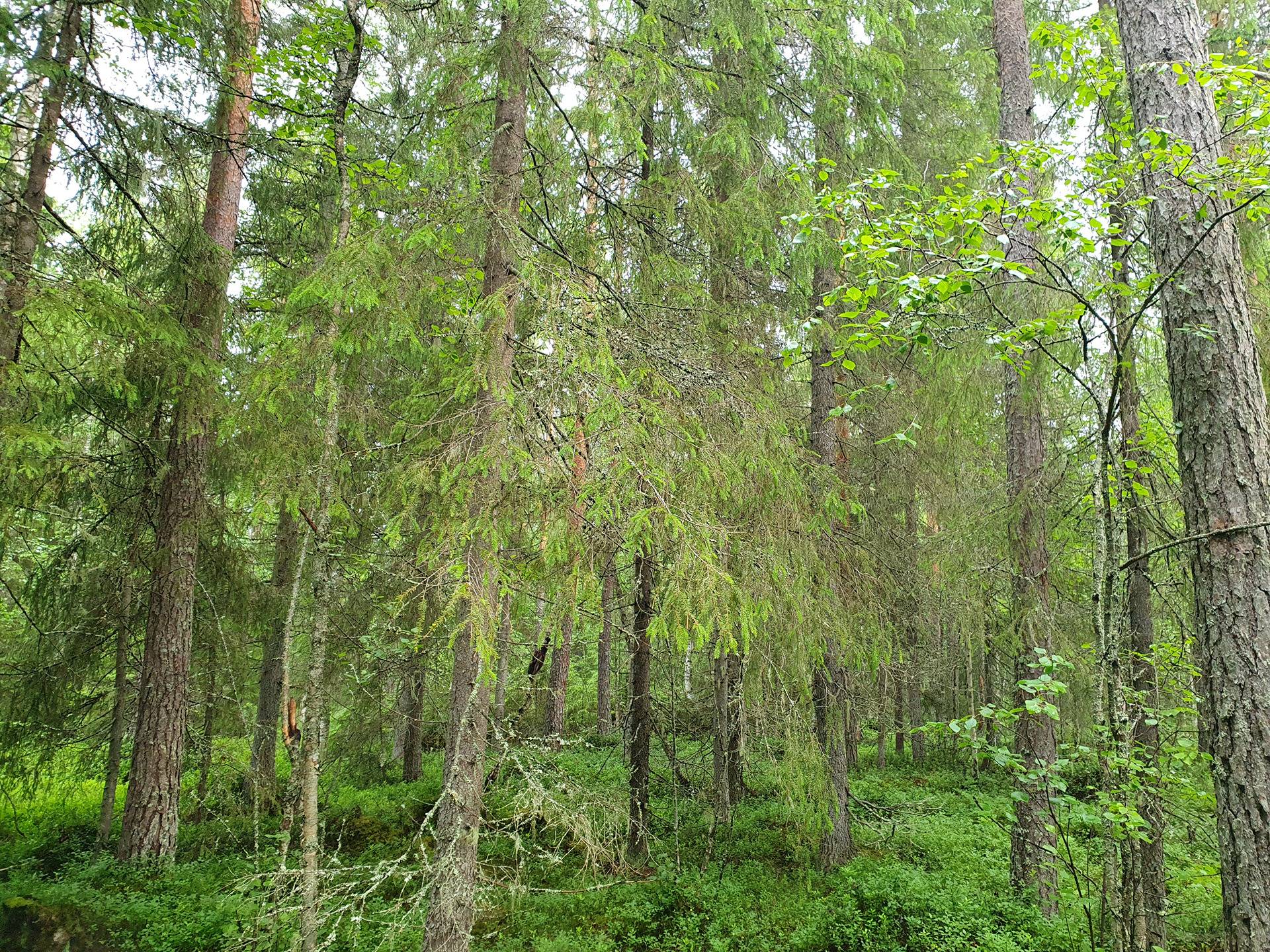 PEHKOLA 889-411-20-14 metsäkiinteistö 49,87 ha Kemilänkylässä n. 9 km Utajärven kk:ltä 46