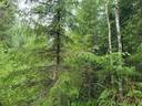 PEHKOLA 889-411-20-14 metsäkiinteistö 49,87 ha Kemilänkylässä n. 9 km Utajärven kk:ltä 47
