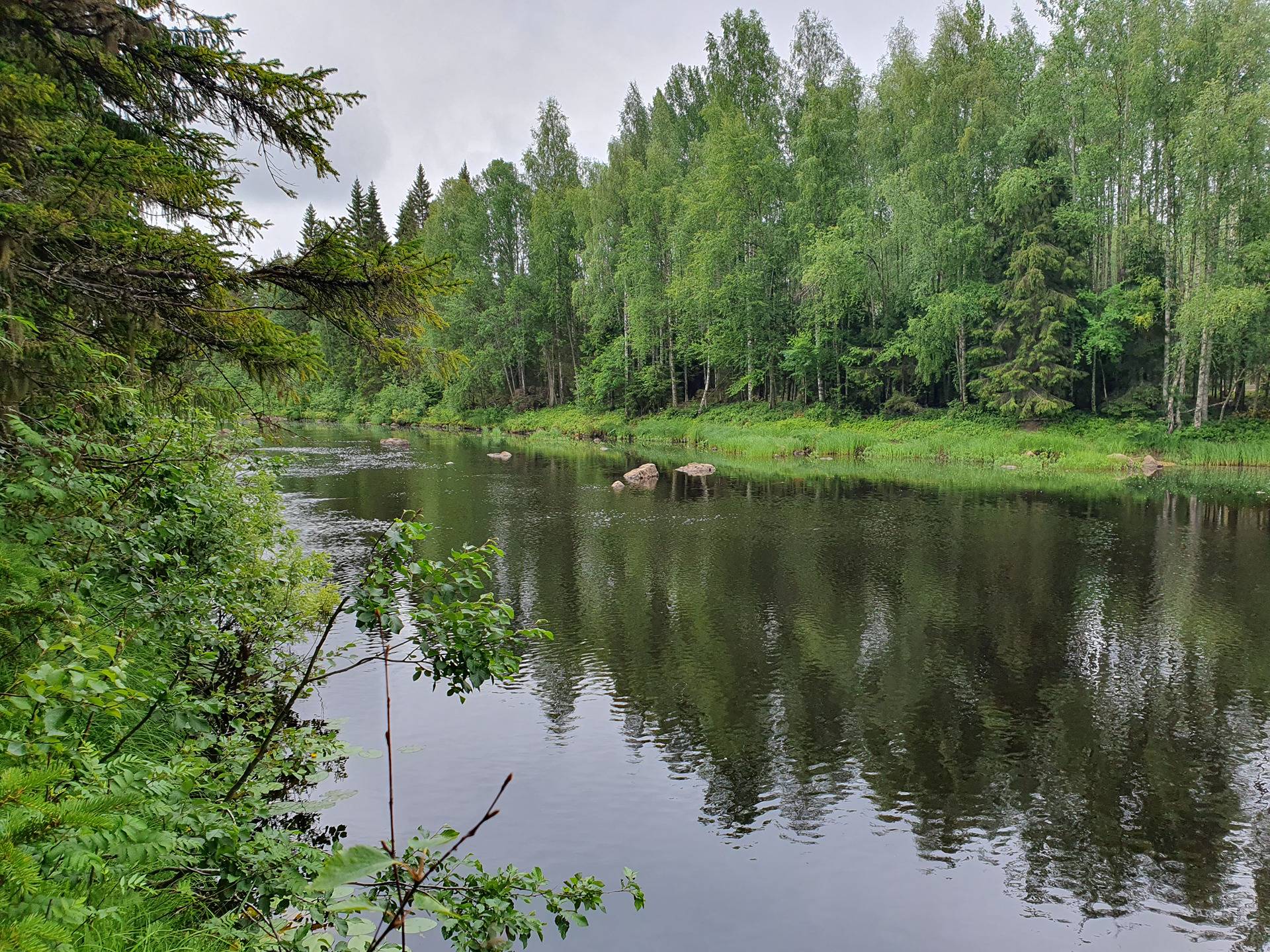PEHKOLA 889-411-20-14 metsäkiinteistö 49,87 ha Kemilänkylässä n. 9 km Utajärven kk:ltä 48