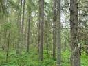 PEHKOLA 889-411-20-14 metsäkiinteistö 49,87 ha Kemilänkylässä n. 9 km Utajärven kk:ltä 49