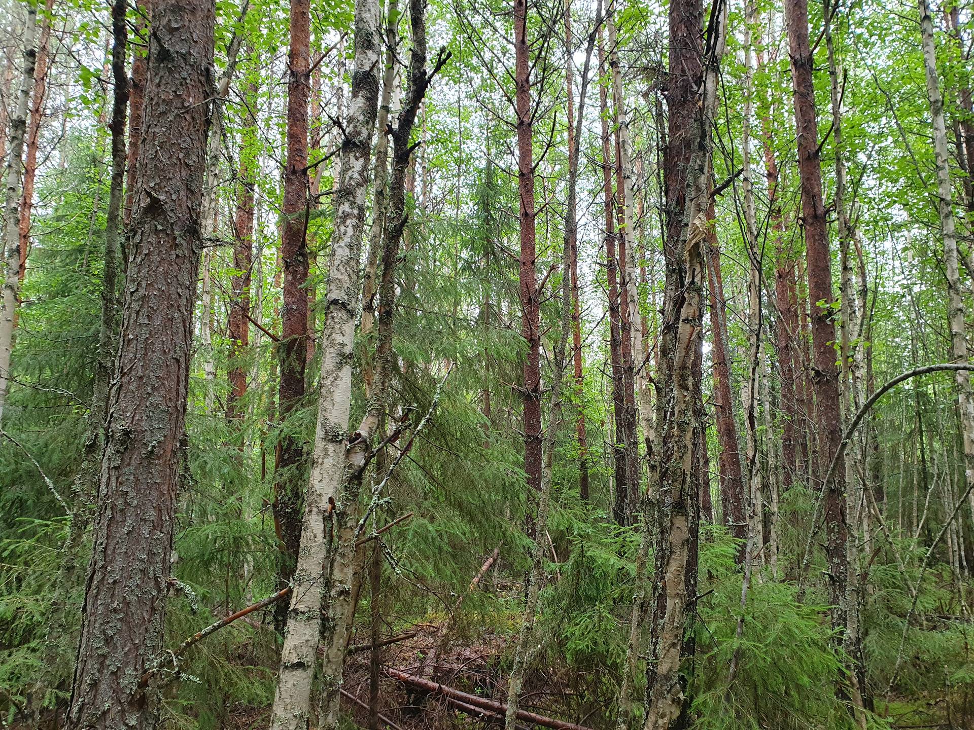 PEHKOLA 889-411-20-14 metsäkiinteistö 49,87 ha Kemilänkylässä n. 9 km Utajärven kk:ltä 50