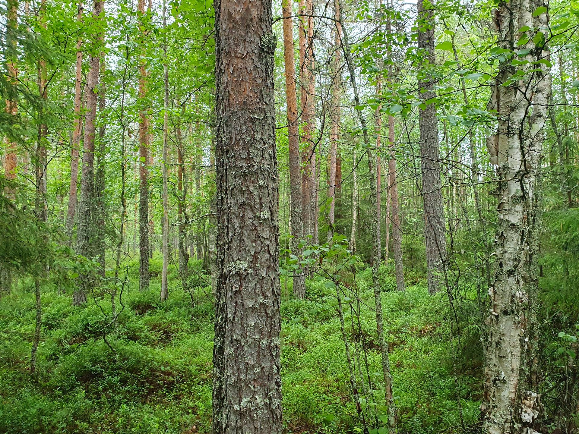 PEHKOLA 889-411-20-14 metsäkiinteistö 49,87 ha Kemilänkylässä n. 9 km Utajärven kk:ltä 51