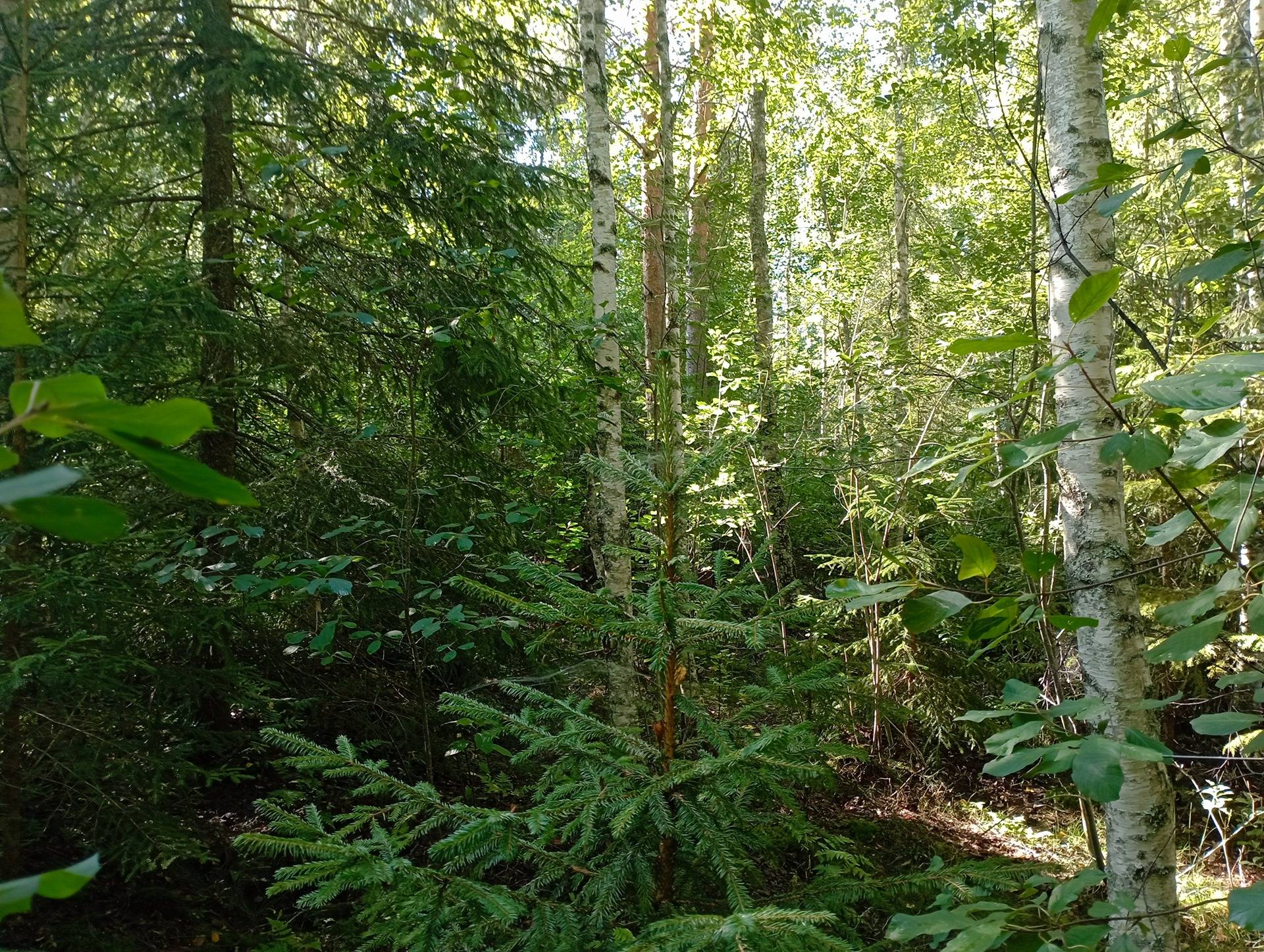 Metsätilat Ala-Kivelä ja Sivu-Kivelä 4