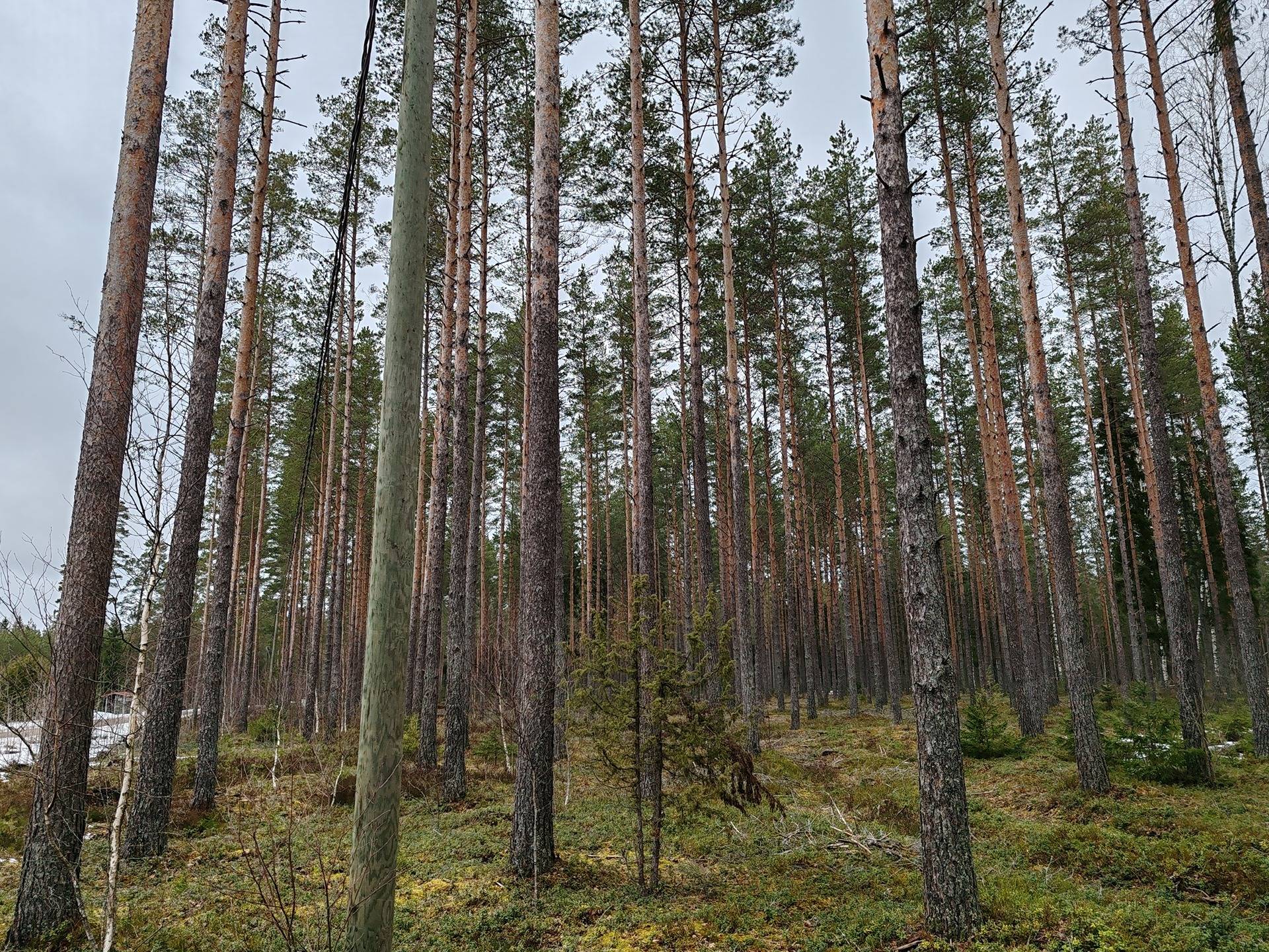 Metsätila Ojanperä 1:197, Salo, Teijo 8