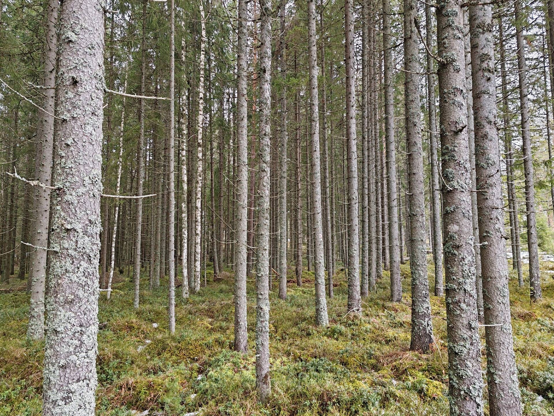 Metsätila Ojanperä 1:197, Salo, Teijo 15