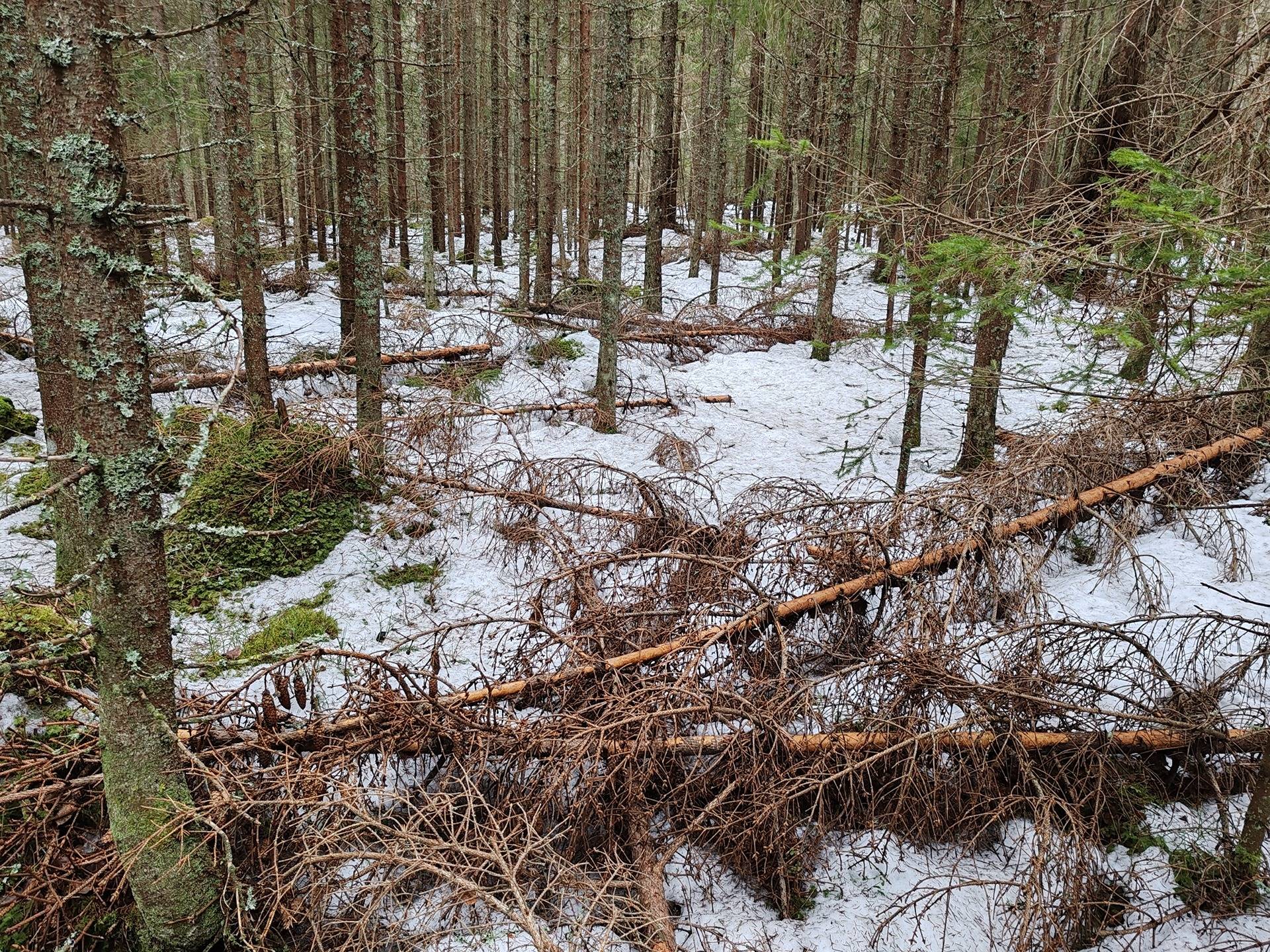 Metsätila Ojanperä 1:197, Salo, Teijo 17