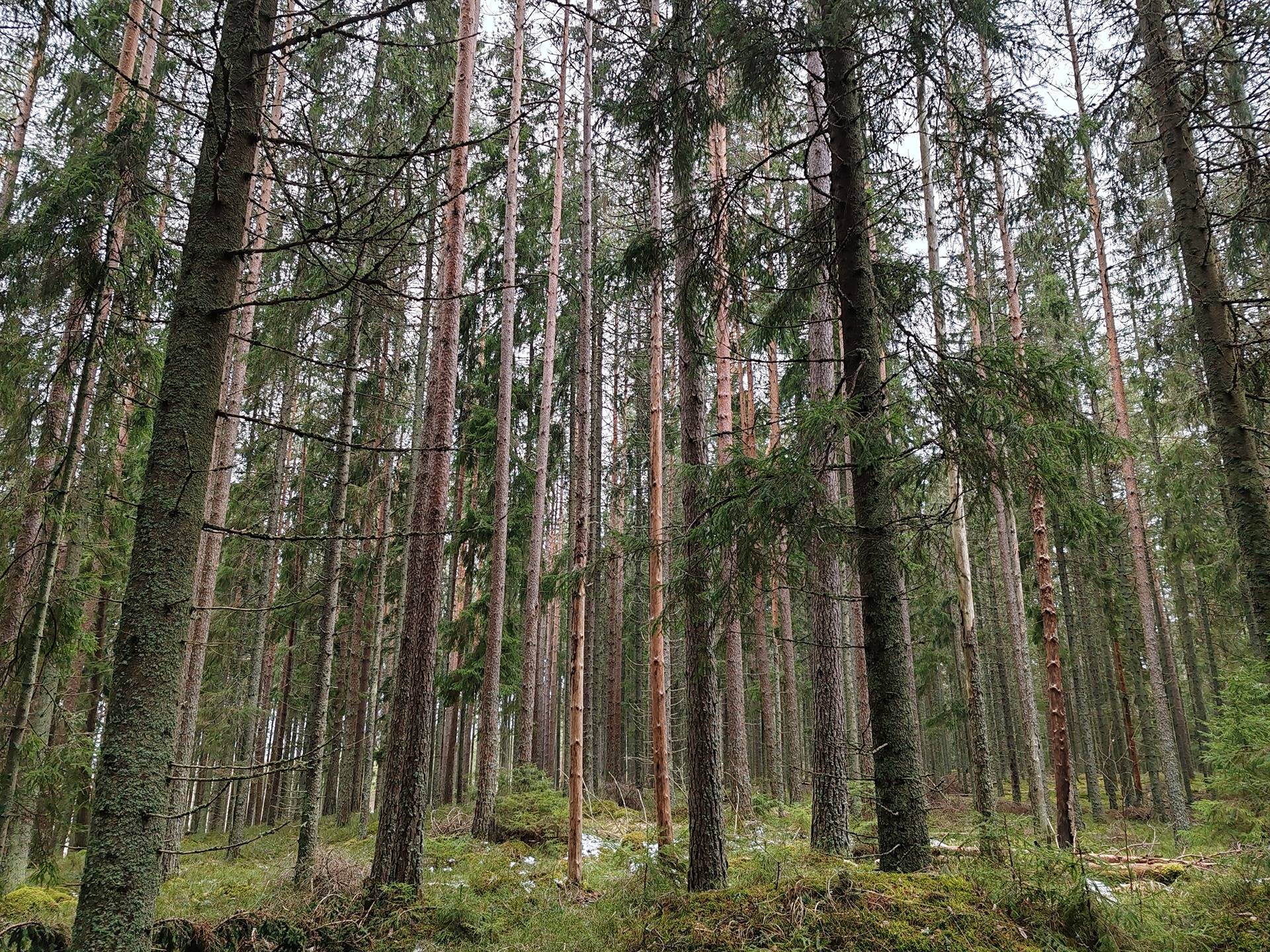 Metsätila Ojanperä 1:197, Salo, Teijo 1