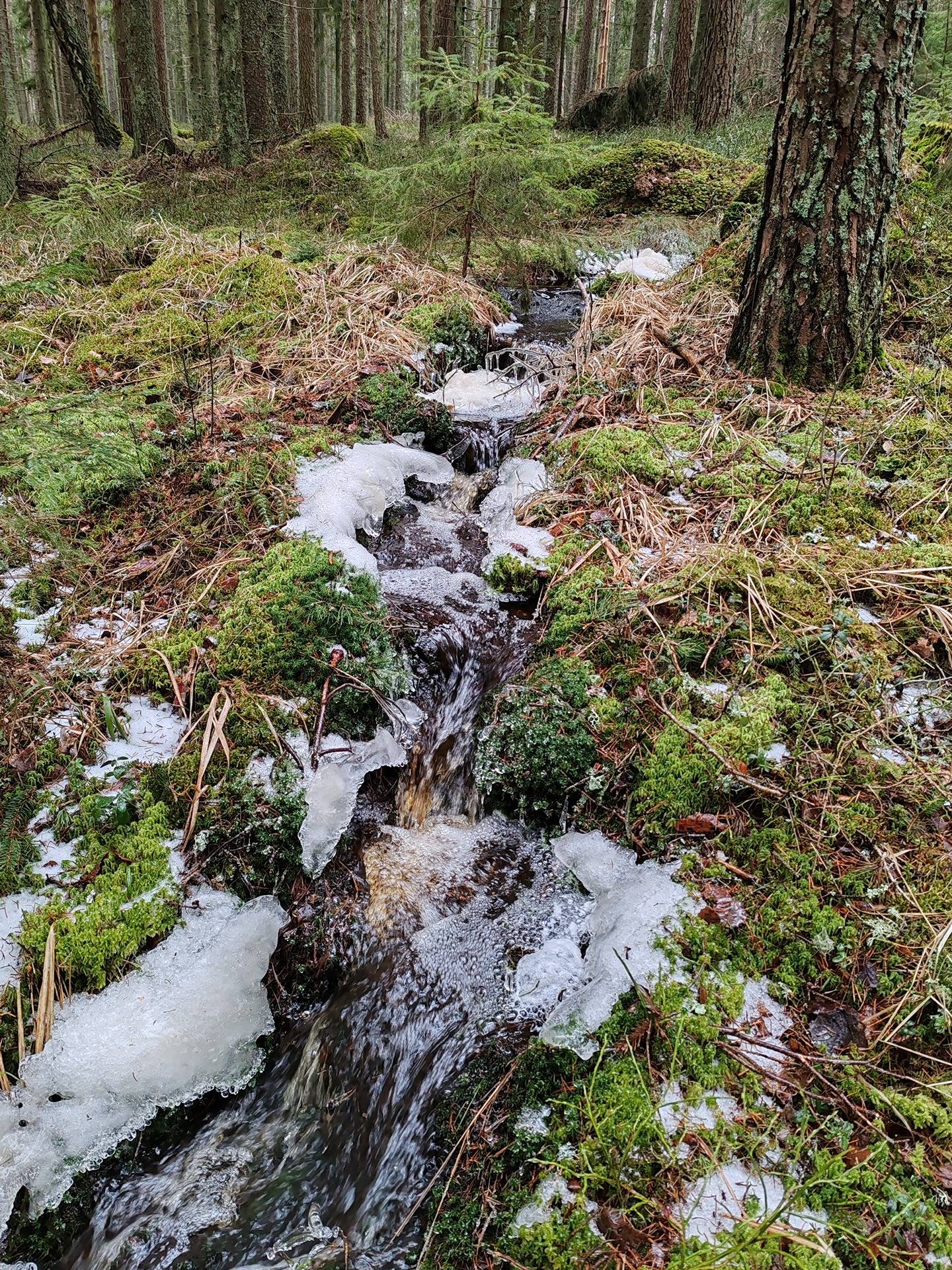 Metsätila Ojanperä 1:197, Salo, Teijo 19