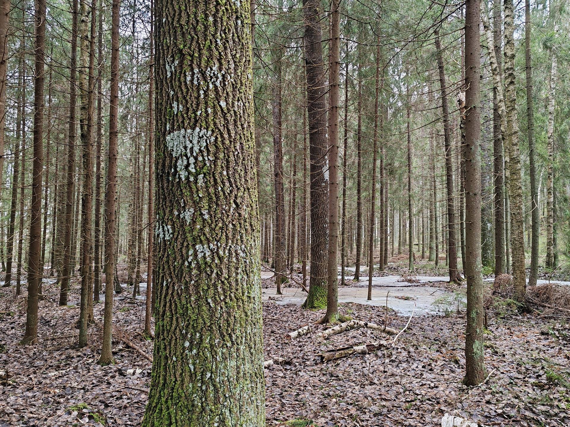 Metsätila Ojanperä 1:197, Salo, Teijo 22