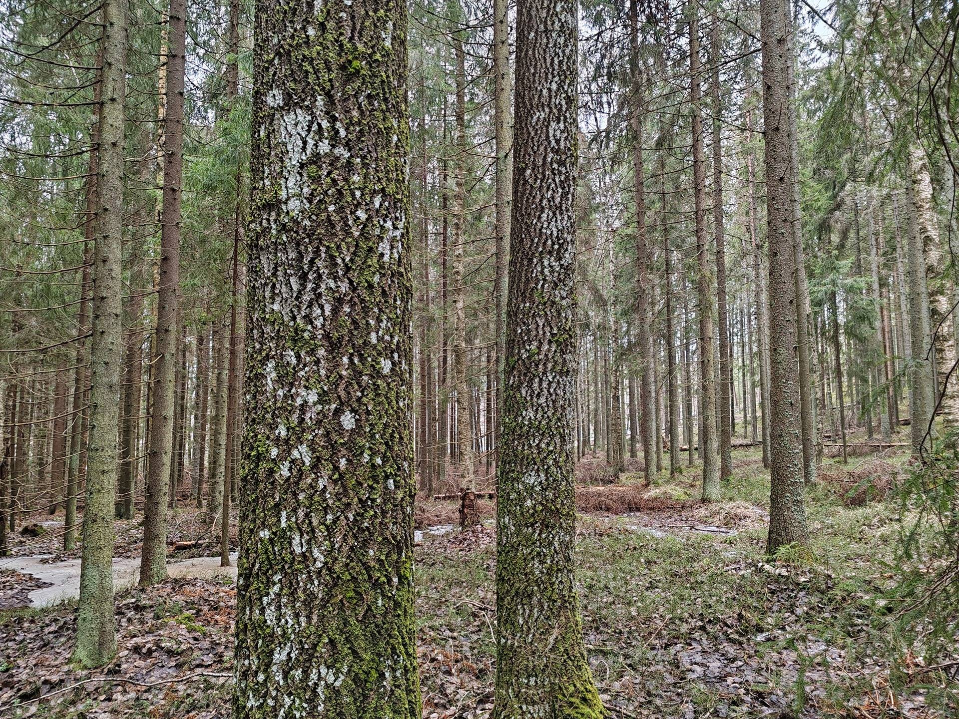 Metsätila Ojanperä 1:197, Salo, Teijo 23