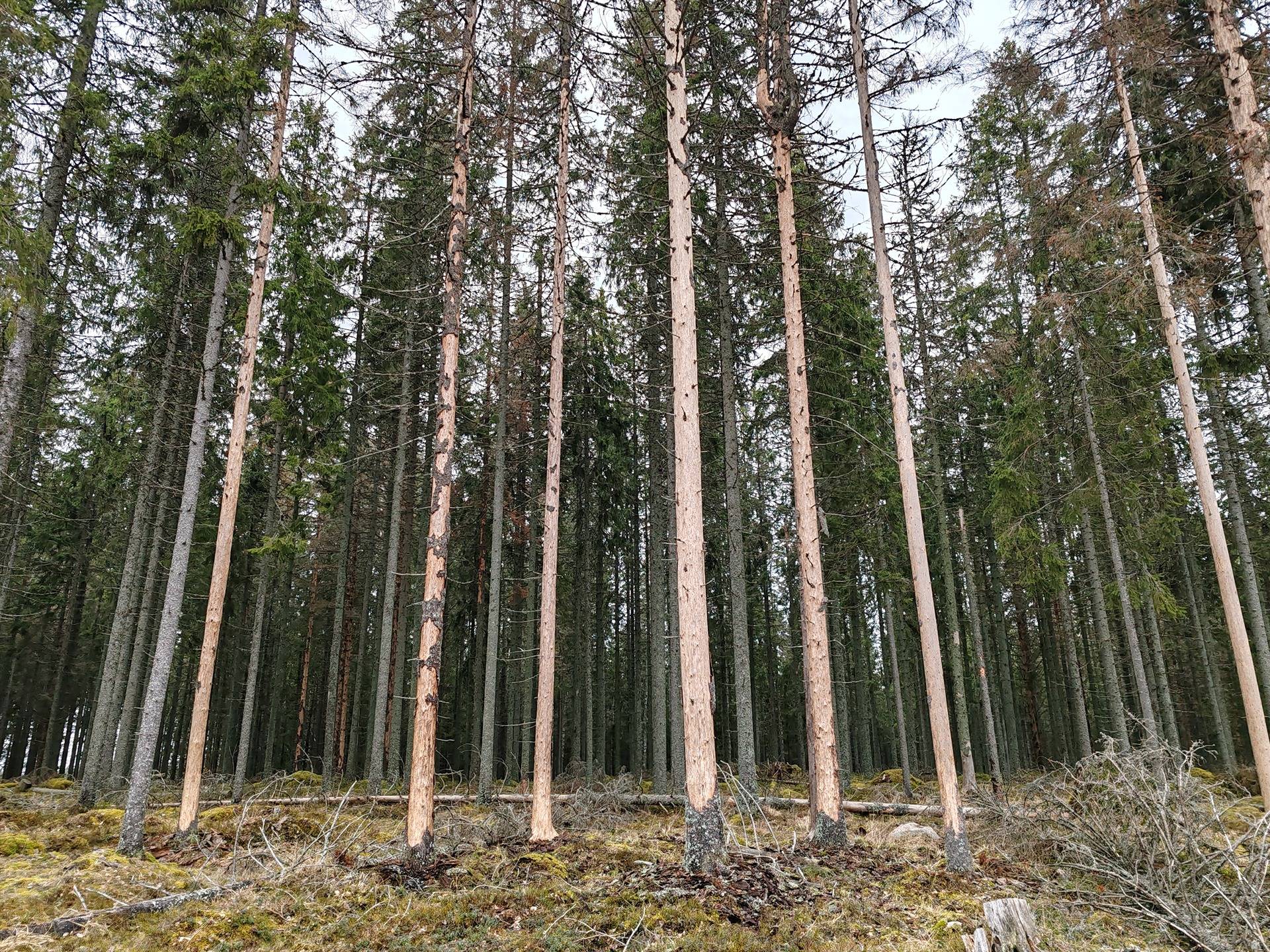 Metsätila Ojanperä 1:197, Salo, Teijo 25