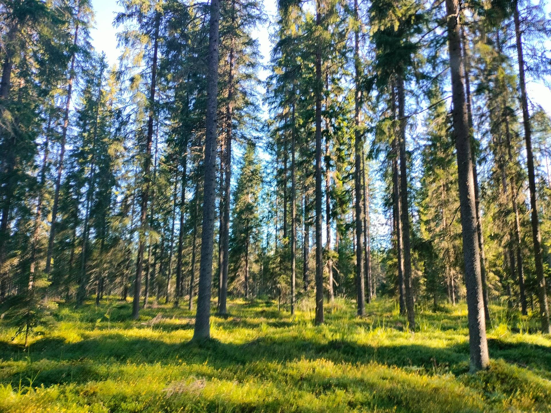 RIIHIKANGAS 260-420-17-18 Potoskavaara 1