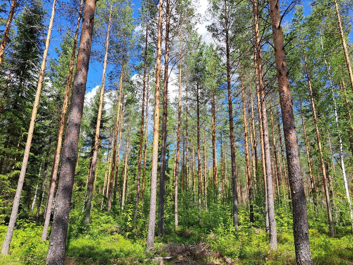 Kansikuva kohteelle Lappajärvi, Savonkylä/Ahola LAINE 9:119 metsätila 7,45 ha