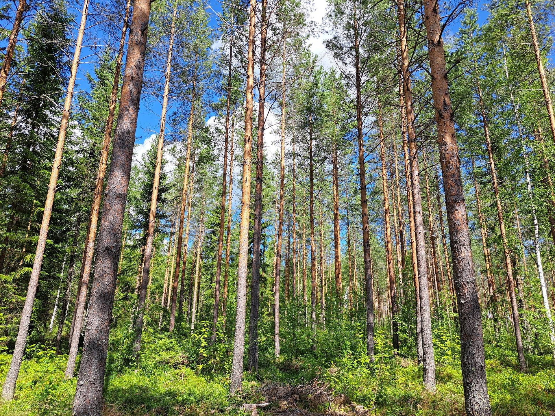 Cover photo for the object Lappajärvi, Savonkylä/Ahola LAINE 9:119 metsätila 7,45 ha