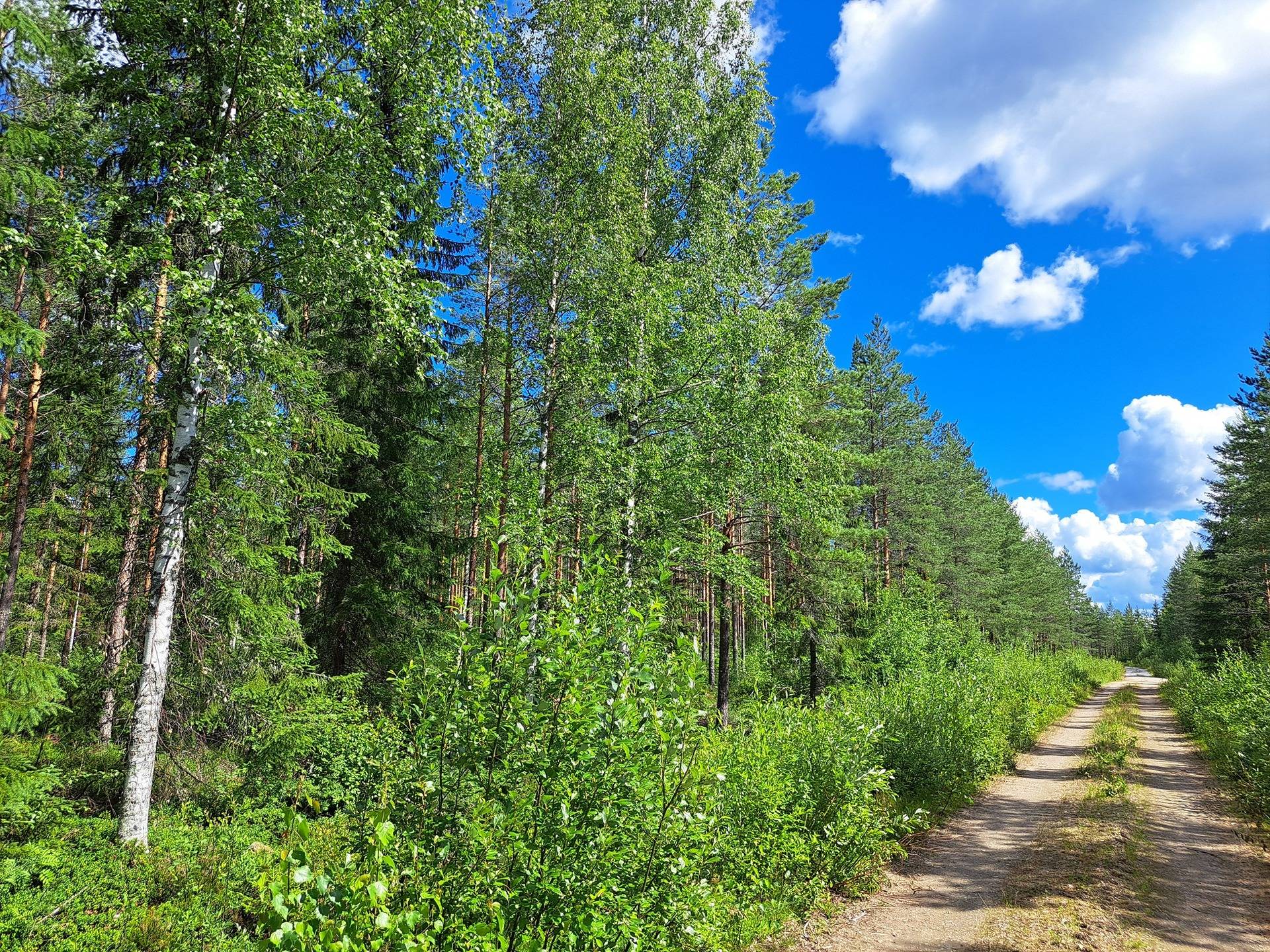 Lappajärvi, Savonkylä/Ahola LAINE 9:119 metsätila 7,45 ha 2