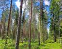 Lappajärvi, Savonkylä/Ahola LAINE 9:119 metsätila 7,45 ha 3