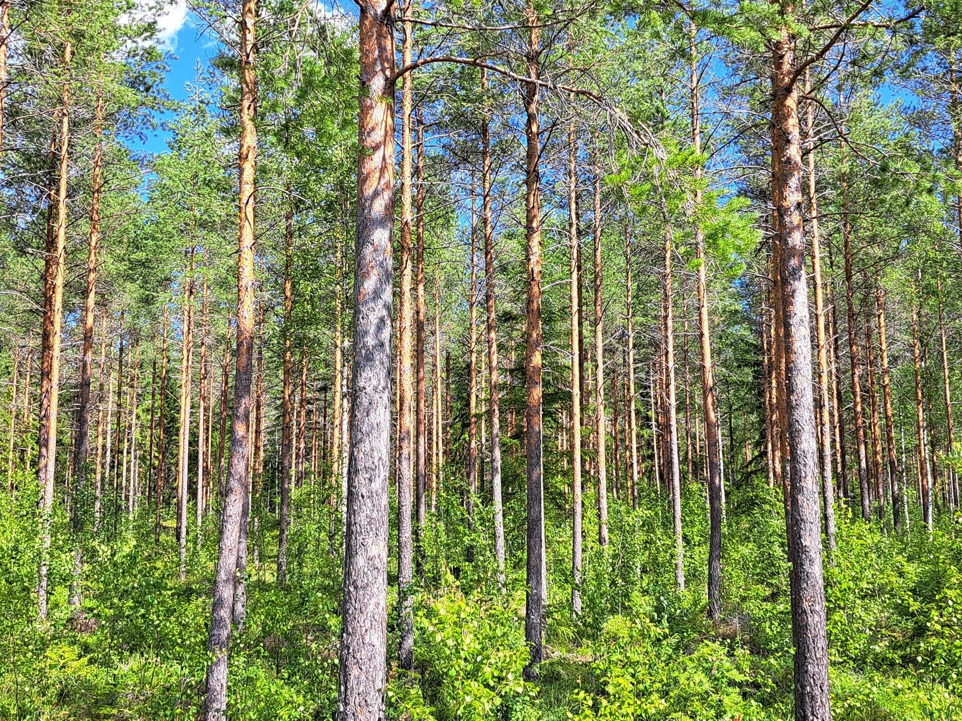 Lappajärvi, Savonkylä/Ahola LAINE 9:119 metsätila 7,45 ha 4