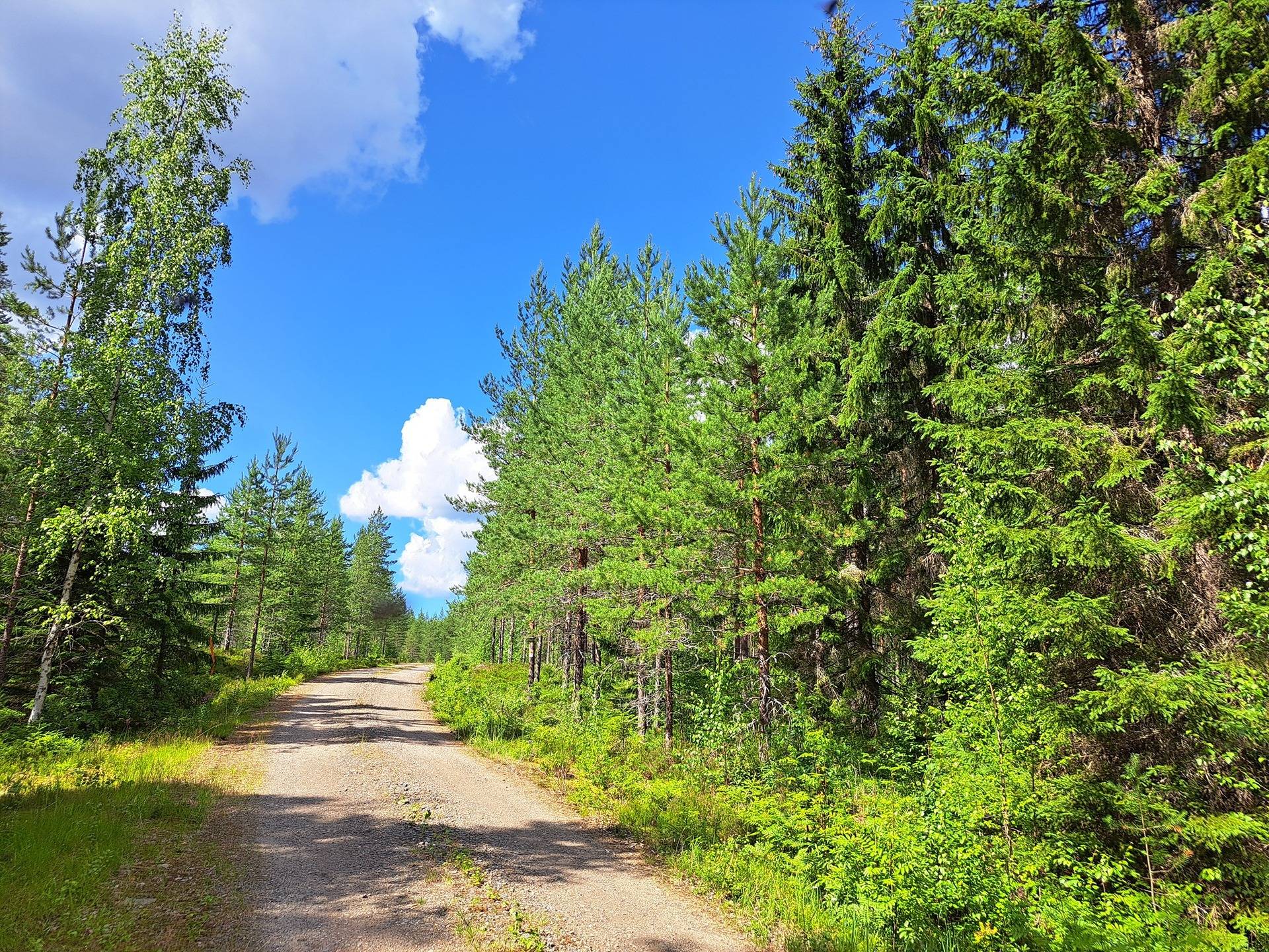 Lappajärvi, Savonkylä/Ahola LAINE 9:119 metsätila 7,45 ha 6