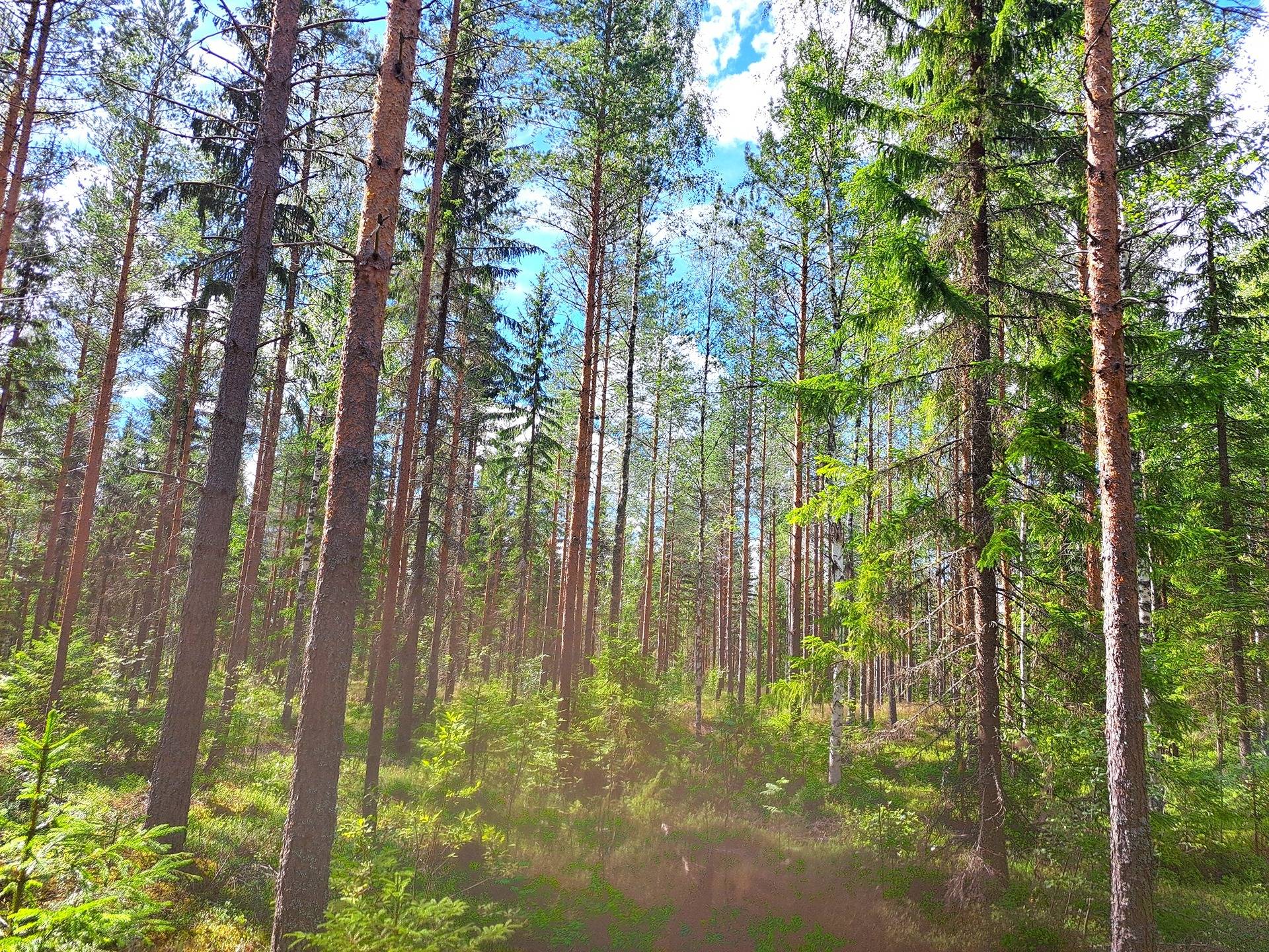 Lappajärvi, Savonkylä/Ahola LAINE 9:119 metsätila 7,45 ha 9