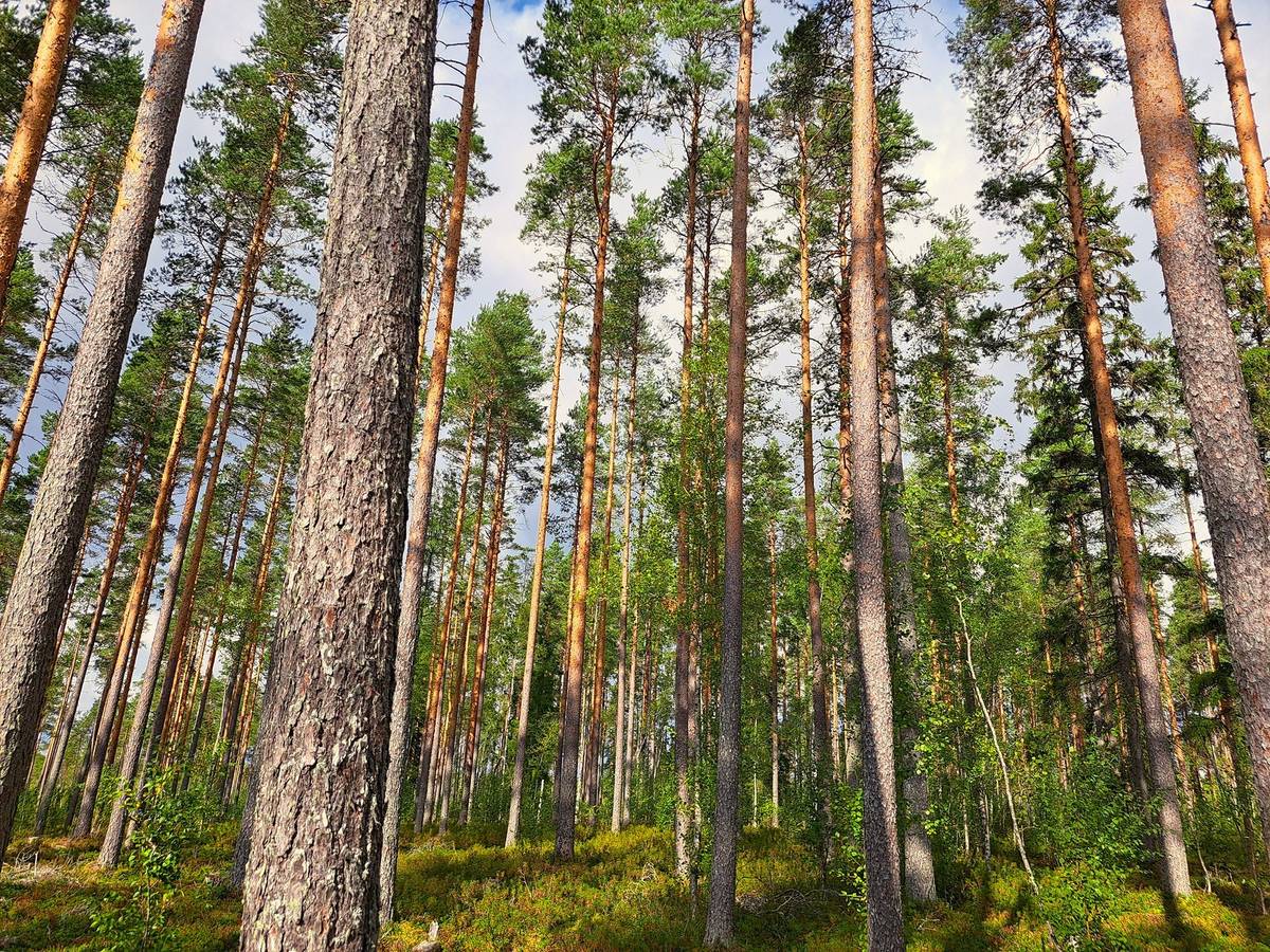 Omslagsbild för objektet Lappajärvi Ylipää KOLOSAARI 41:4 metsätila 7,75 ha