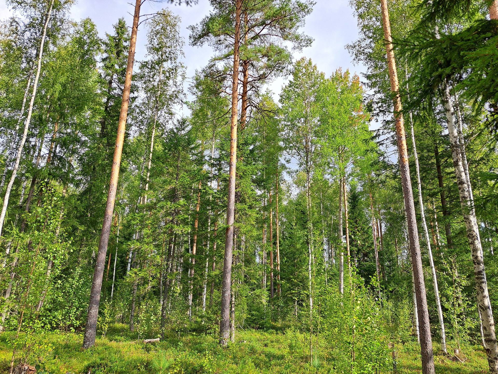 Lappajärvi Ylipää KOLOSAARI 41:4 metsätila 7,75 ha 6