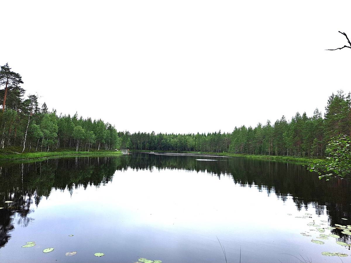 Omslagsbild för objektet Perho Korkiakangas LISÄ-KIVIRANTA 259:22 metsätila 36,85 ha