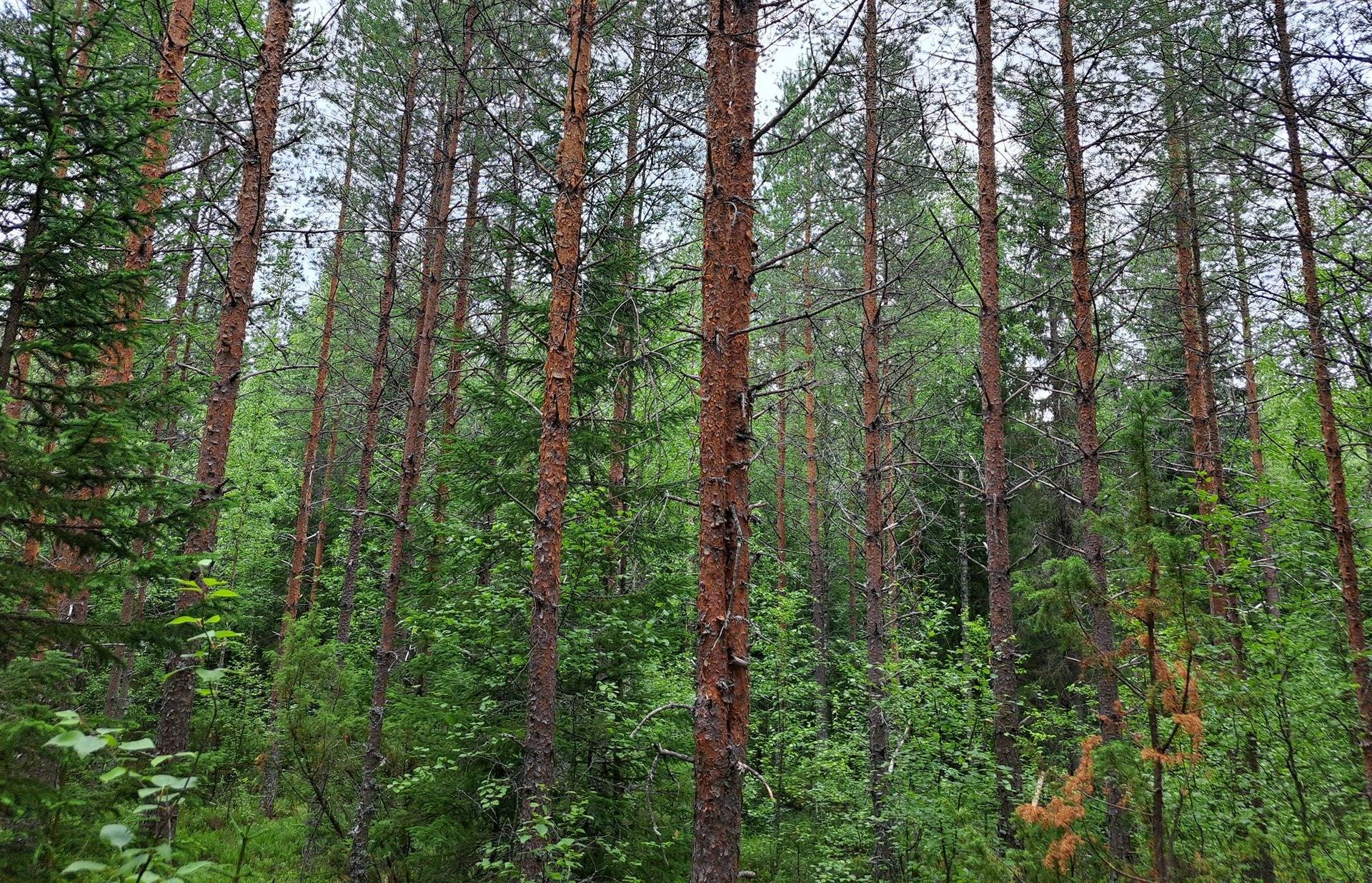 Perho Korkiakangas LISÄ-KIVIRANTA 259:22 metsätila 36,85 ha 16