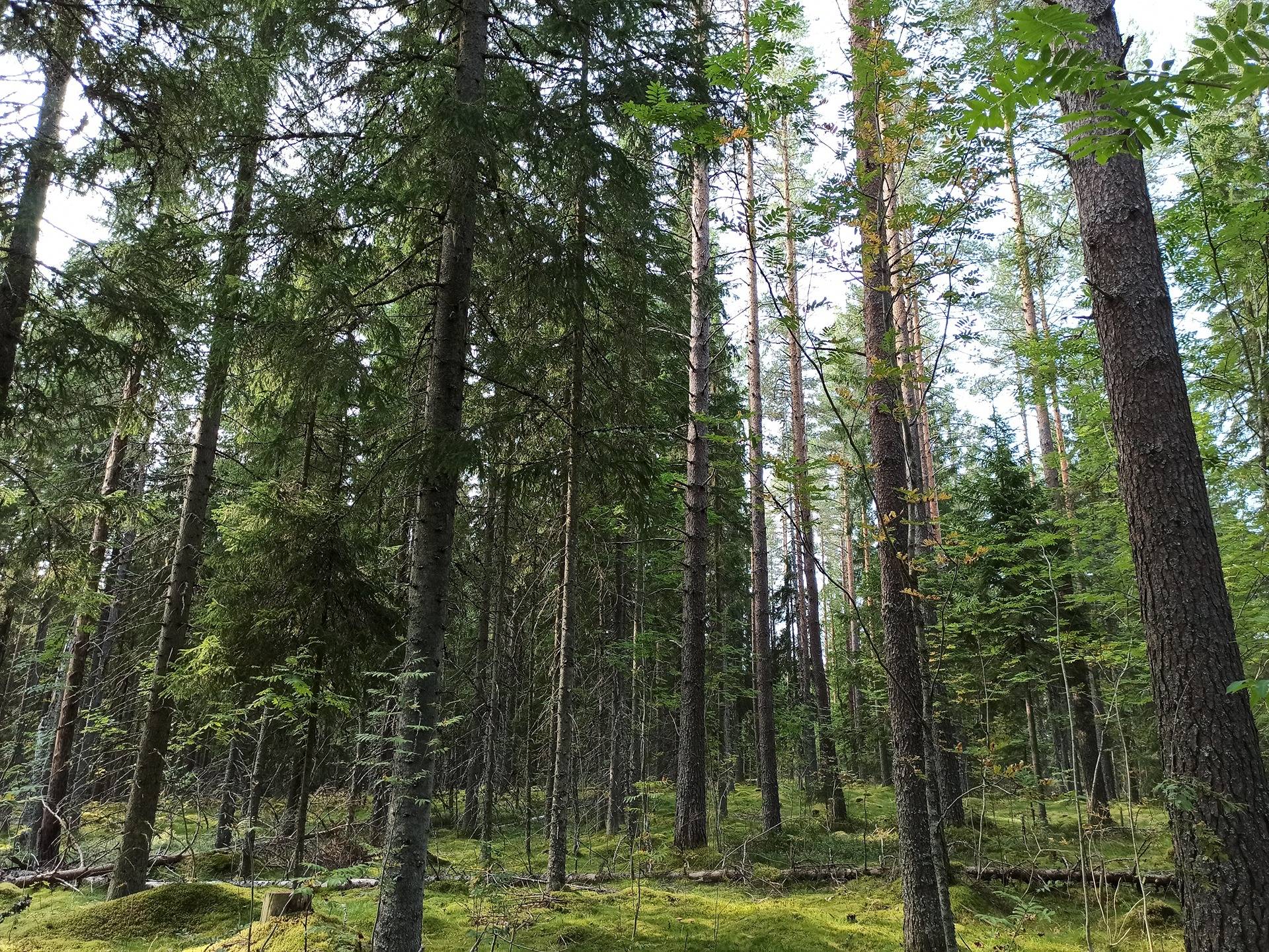 Omslagsbild för objektet SORTOLA 167-421-5-31 ja TIMONVAARA 167-421-9-12, Tuupovaara