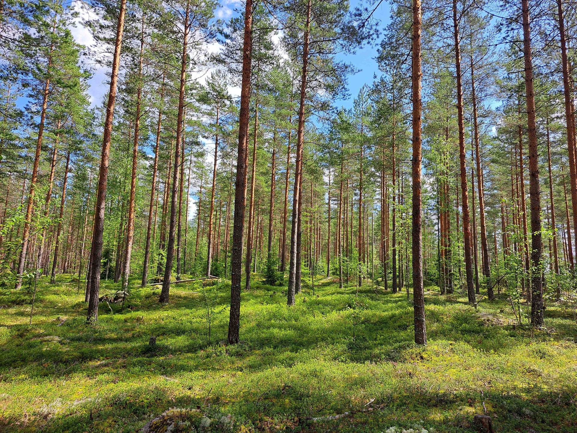 Omslagsbild för objektet Vesaronmäki 286-432-3-194(määräala)