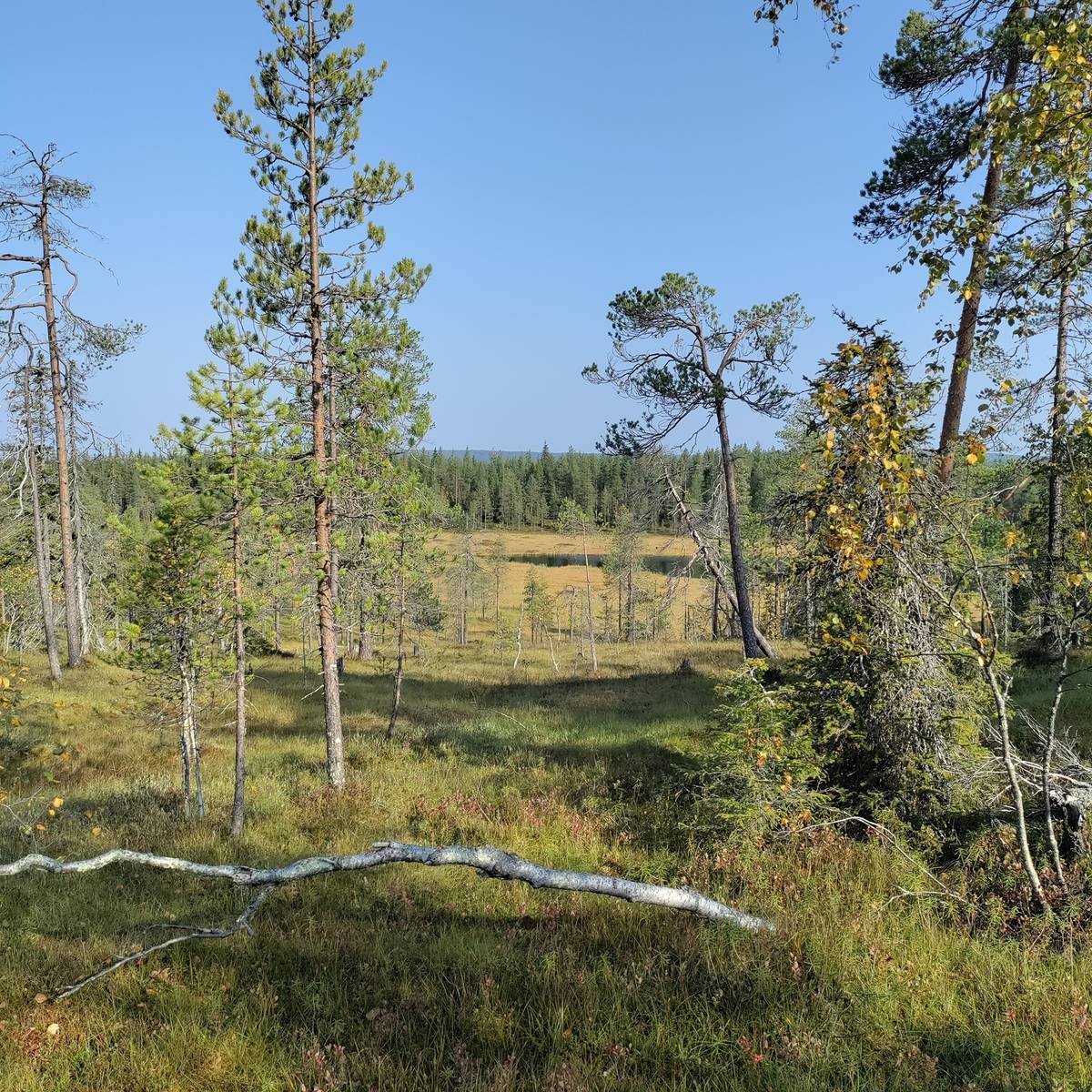 Kansikuva kohteelle Kuusamon yhteismetsä osuus 0,024800