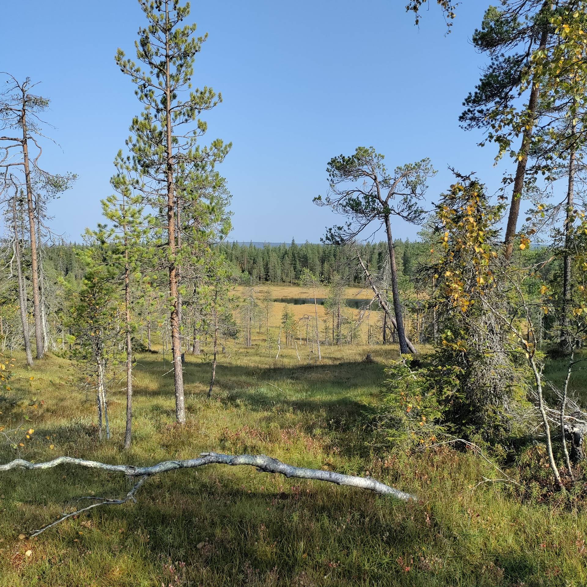 Kuusamon yhteismetsä osuus 0,024800 1