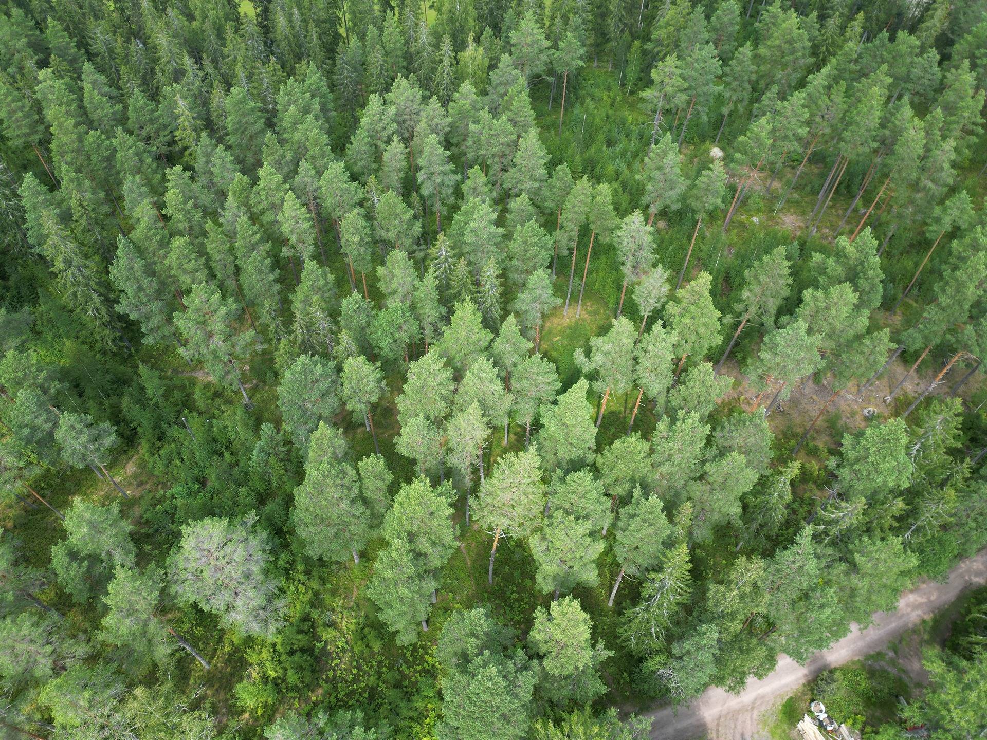 Salo, Kirjakkala, metsämääräala 9,67 ha tilasta Kallio 1:152 7