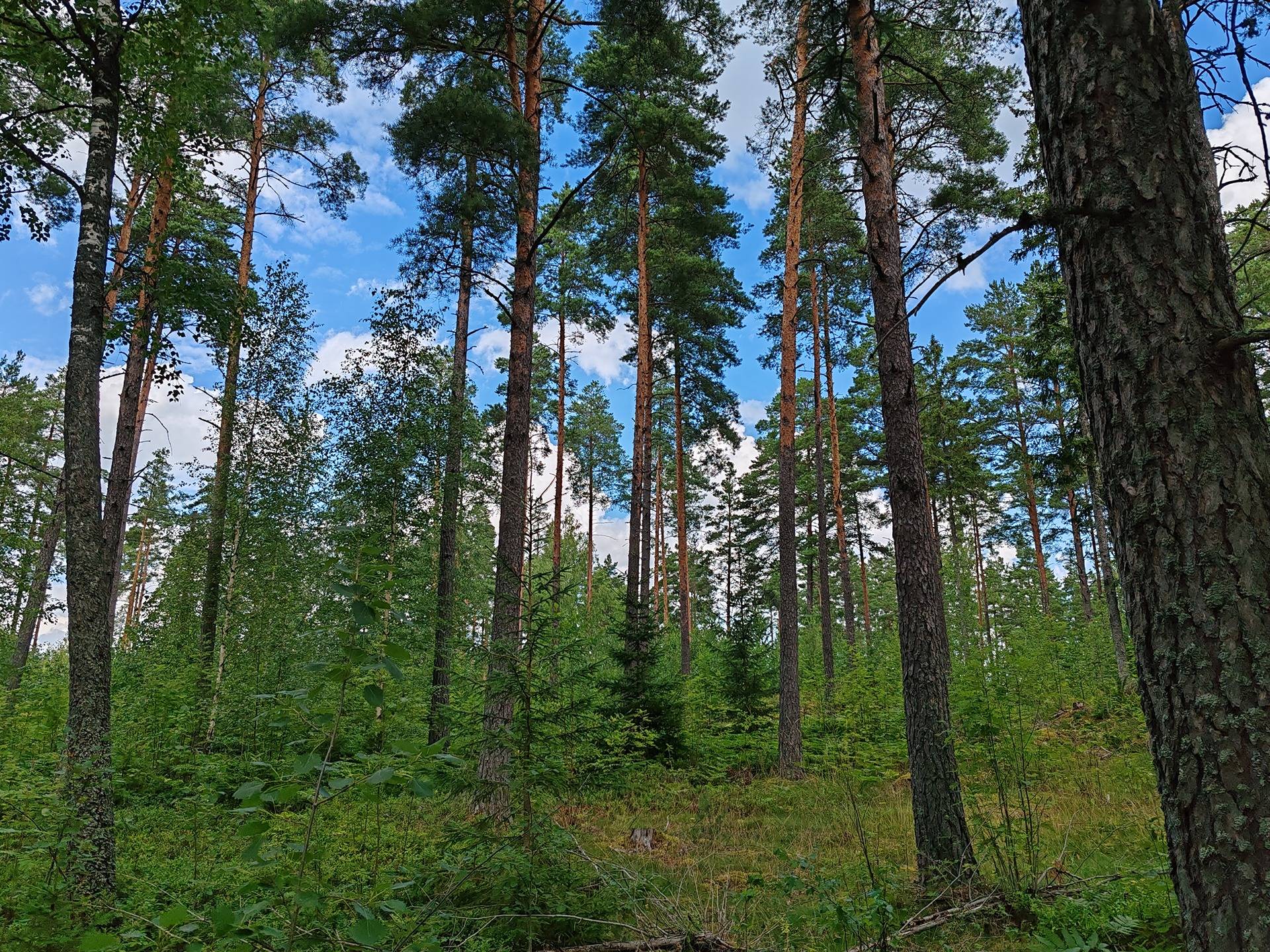 Salo, Kirjakkala, metsämääräala 9,67 ha tilasta Kallio 1:152 9