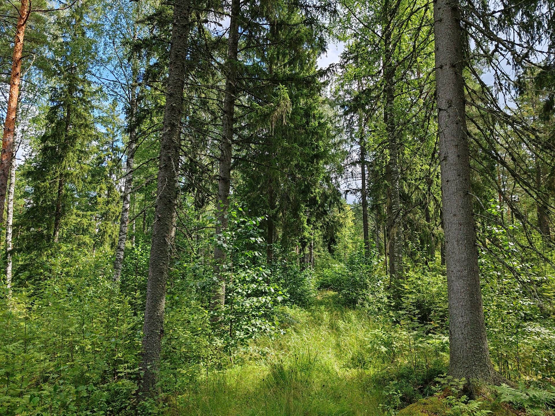 Salo, Kirjakkala, metsämääräala 9,67 ha tilasta Kallio 1:152 10