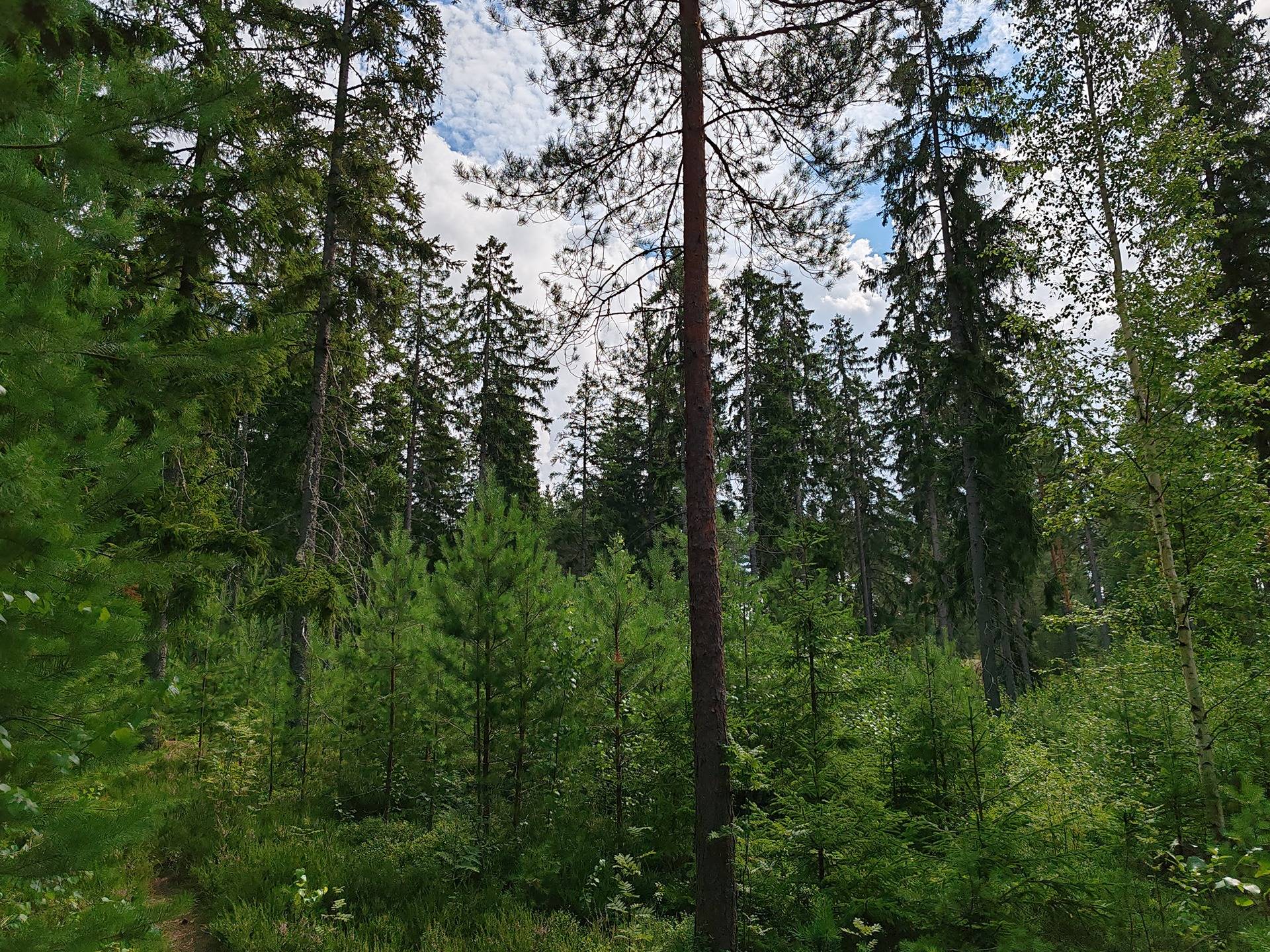Salo, Kirjakkala, metsämääräala 9,67 ha tilasta Kallio 1:152 14