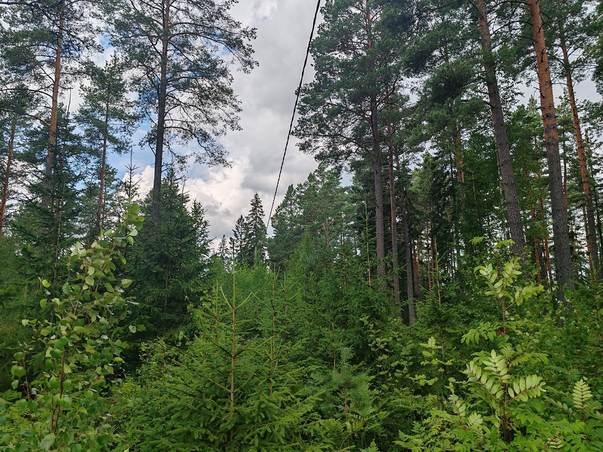 Salo, Kirjakkala, metsämääräala 9,67 ha tilasta Kallio 1:152 28