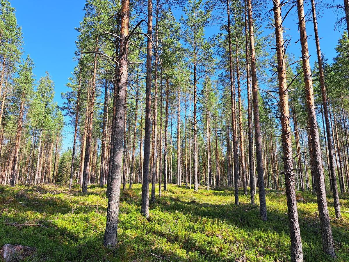 Kansikuva kohteelle Jyrkänne 791-401-22-29 ja Tasala 791-402-13-21