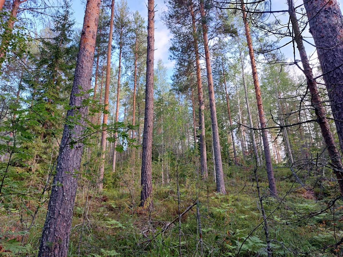 Omslagsbild för objektet Lahdensivu 700-406-9-110