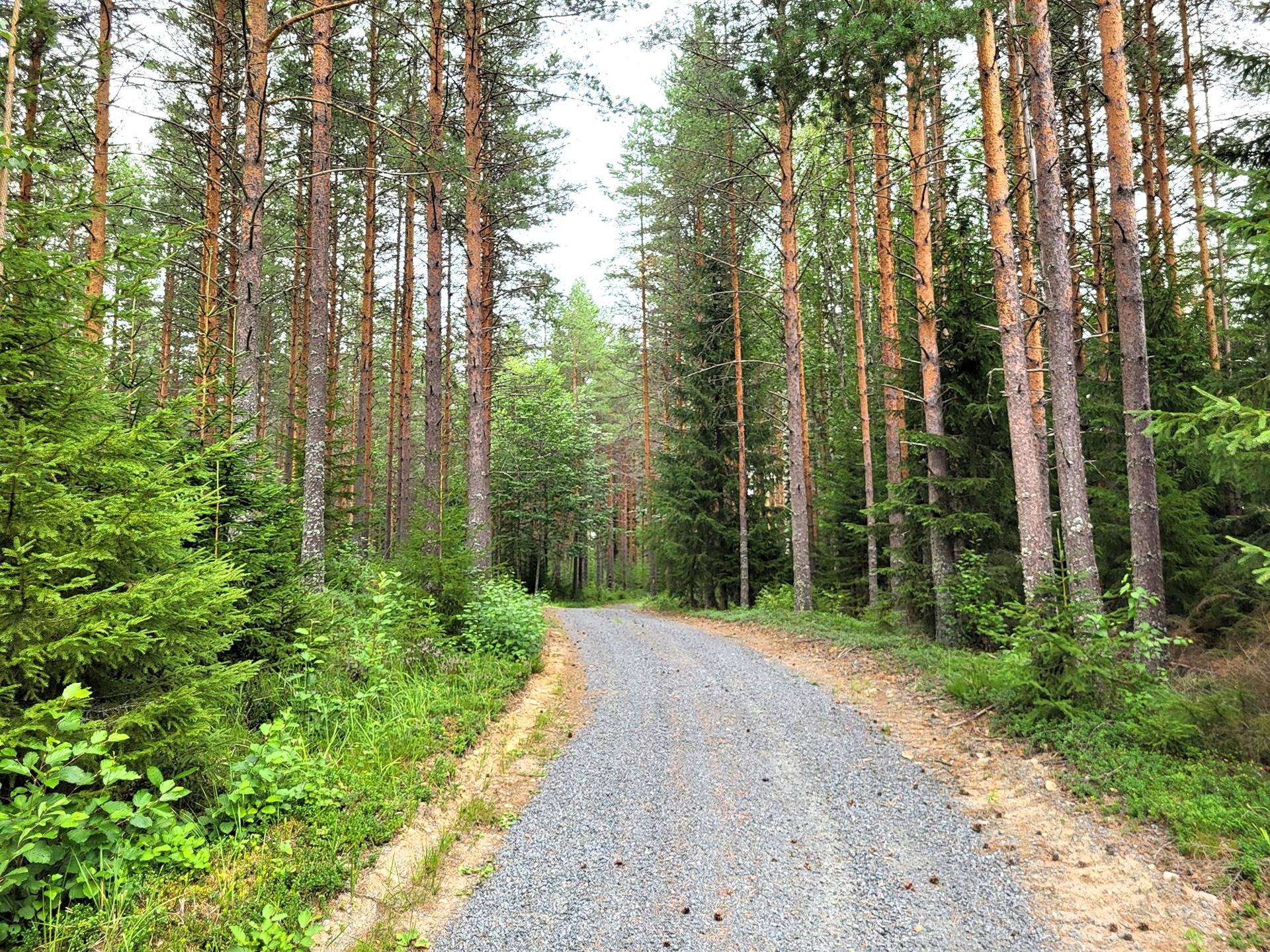 Metsämääräala Kulomäki 3