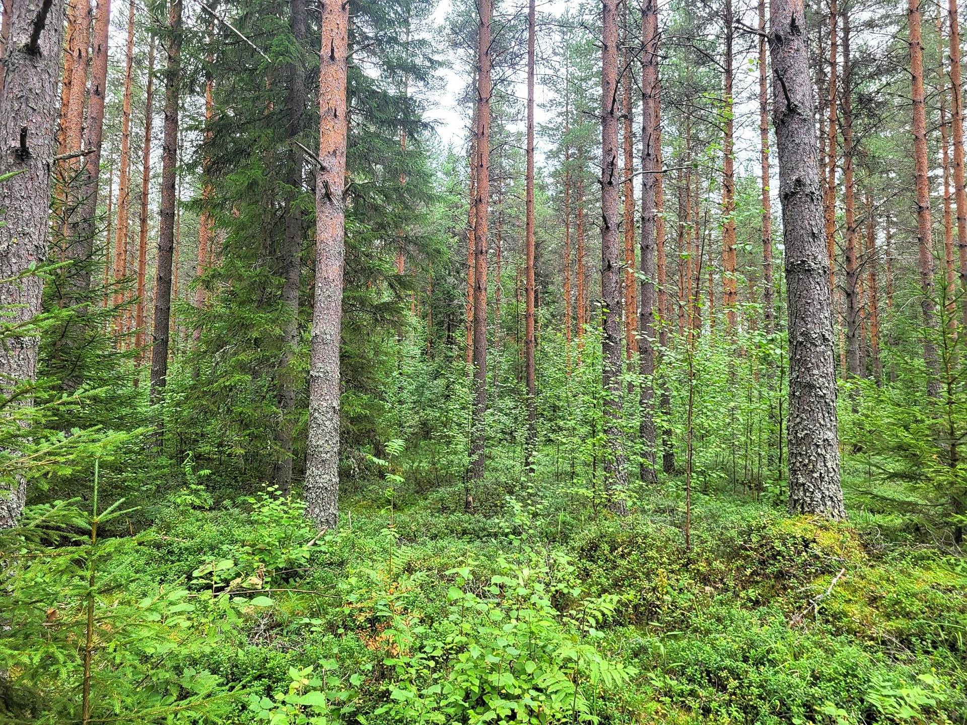 Omslagsbild för objektet Metsämääräala Kulomäki