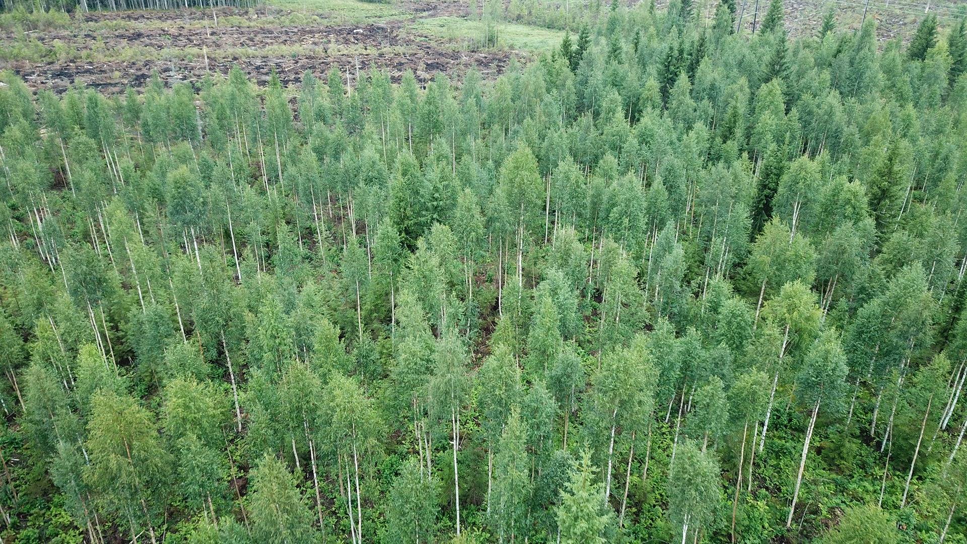 Omslagsbild för objektet Käpyharju 595-422-14-50