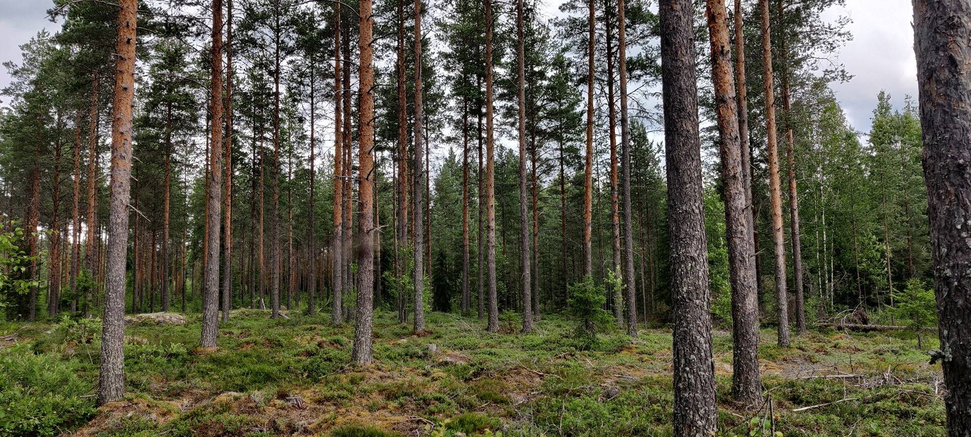 Omslagsbild för objektet Kuortane, Virtanen 300-402-36-163